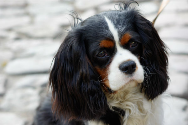 cane che guarda