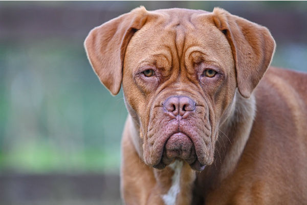 cane che guarda