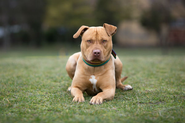 cane che osserva