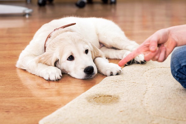 età di apprendimento del cane