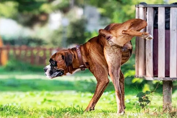 cane che fa pipì al parco