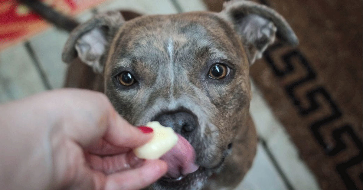 I cani possono mangiare il platano o gli fa male?