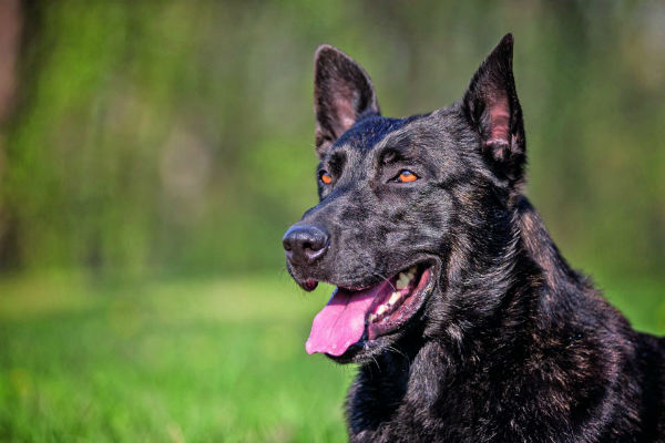 cane che guarda