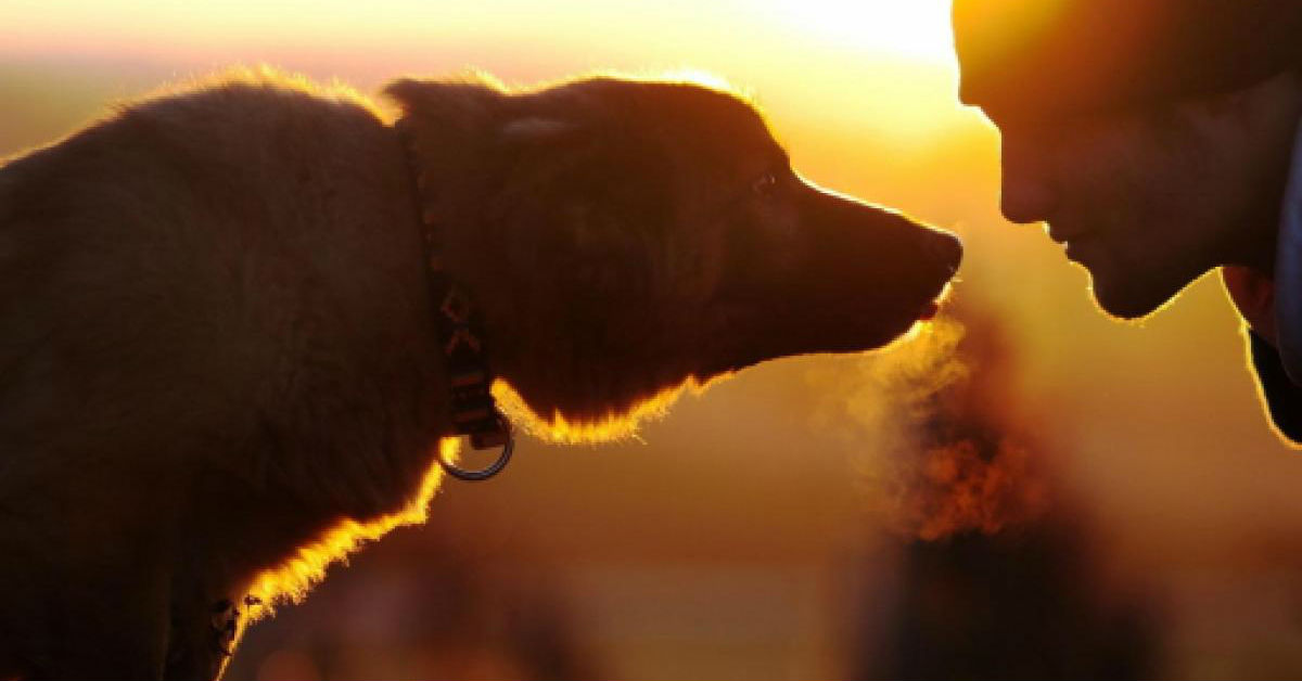 Razze di cani protettivi: i più attenti alle necessità del padrone