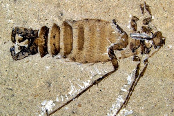 un fossile di pulce
