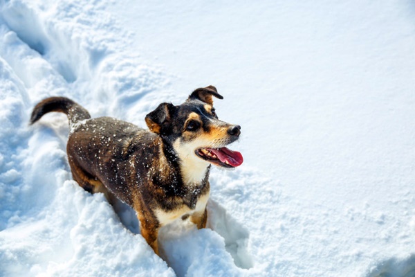 cane sulla neve