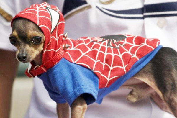 cane vestito da uomo ragno