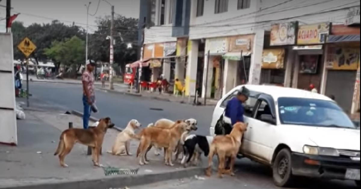 Cani randagi salvati da una donna prendono il taxi per tornare a casa