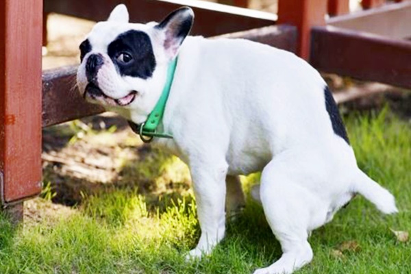 cane che ti guarda mentre fa la cacca