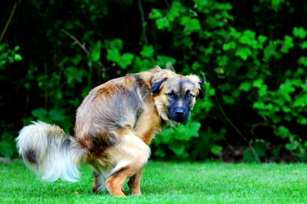 sguardo del cane