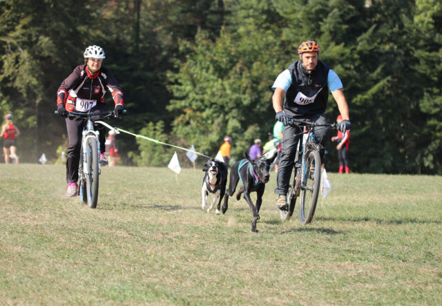 Che cos’è il canicross e a chi è adatto questo sport?