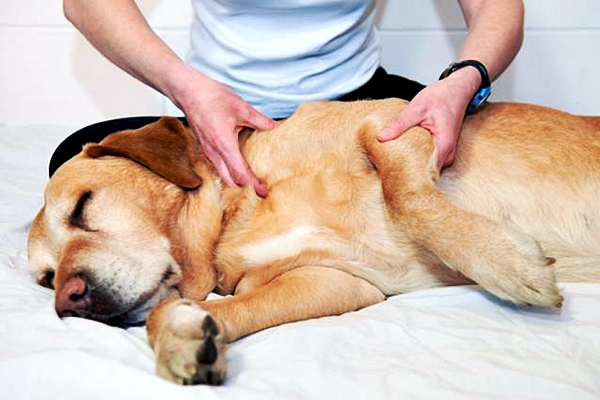 fisioterapia per il cane