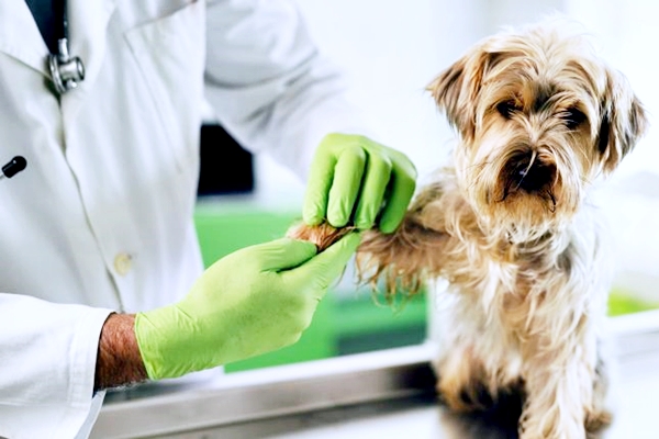 cane dal veterinario