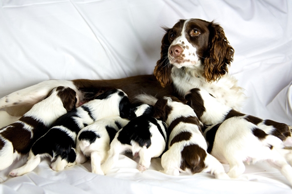 cane con i cuccioli