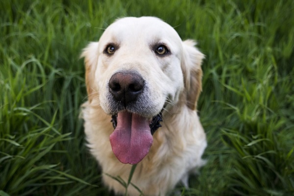 cane che guarda in alto