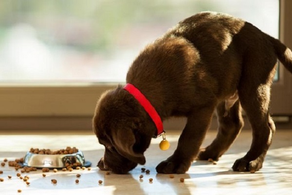 cucciolo di cane che mangia