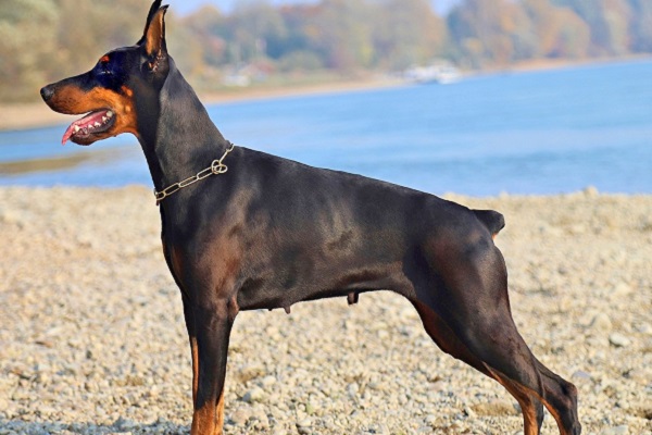 cane doberman