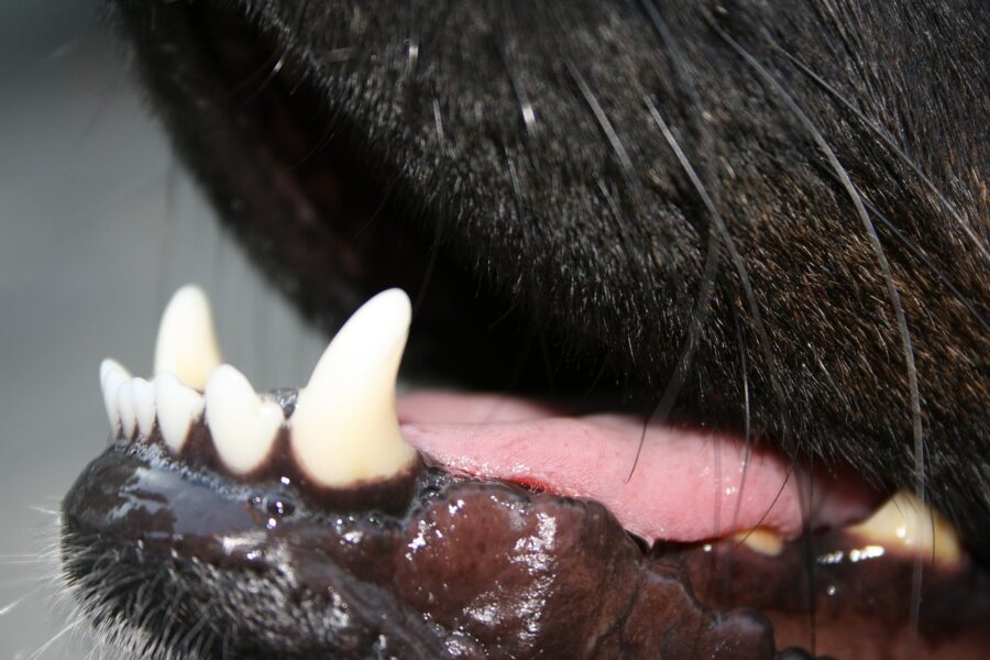 particolare dei denti del cane