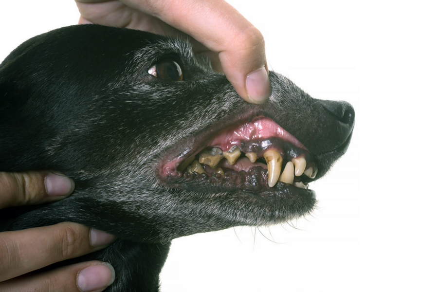 cane con i denti neri