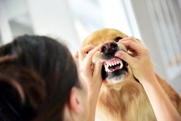 controllare i denti del cane