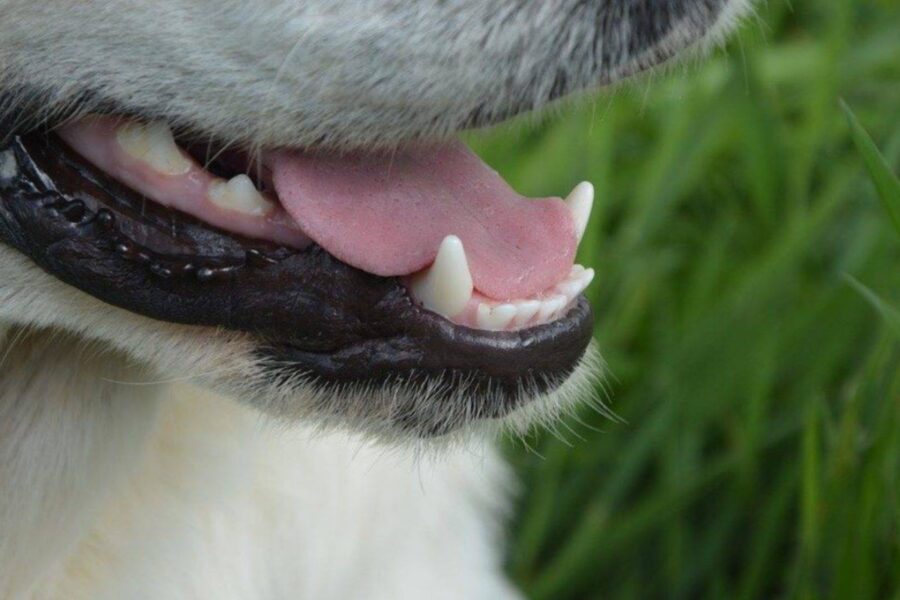 lingua del cane