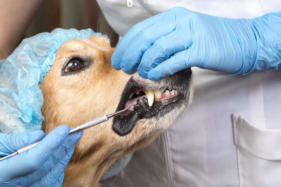 pulizia dei denti del cane