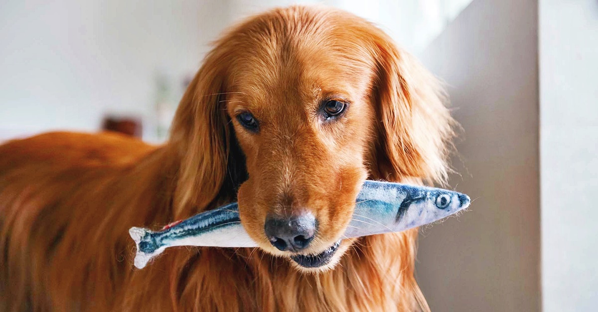 Cena di pesce per cani: una delizia fatta in casa