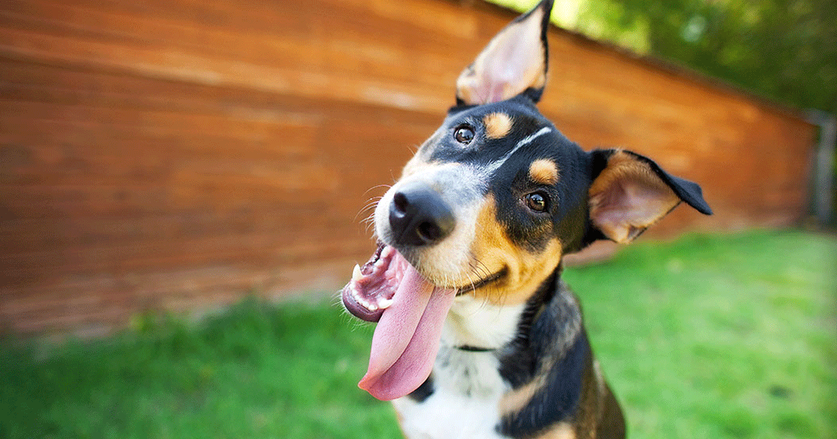 Cose da sapere sul cervello del cane: le domande più frequenti