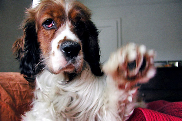 beagle con occhio a ciliegia