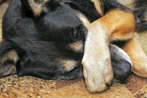 cane che si nasconde la faccia