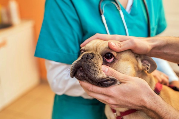 cane in visita dal veterinario