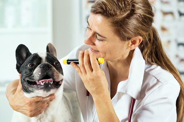 dottoressa visita un cane