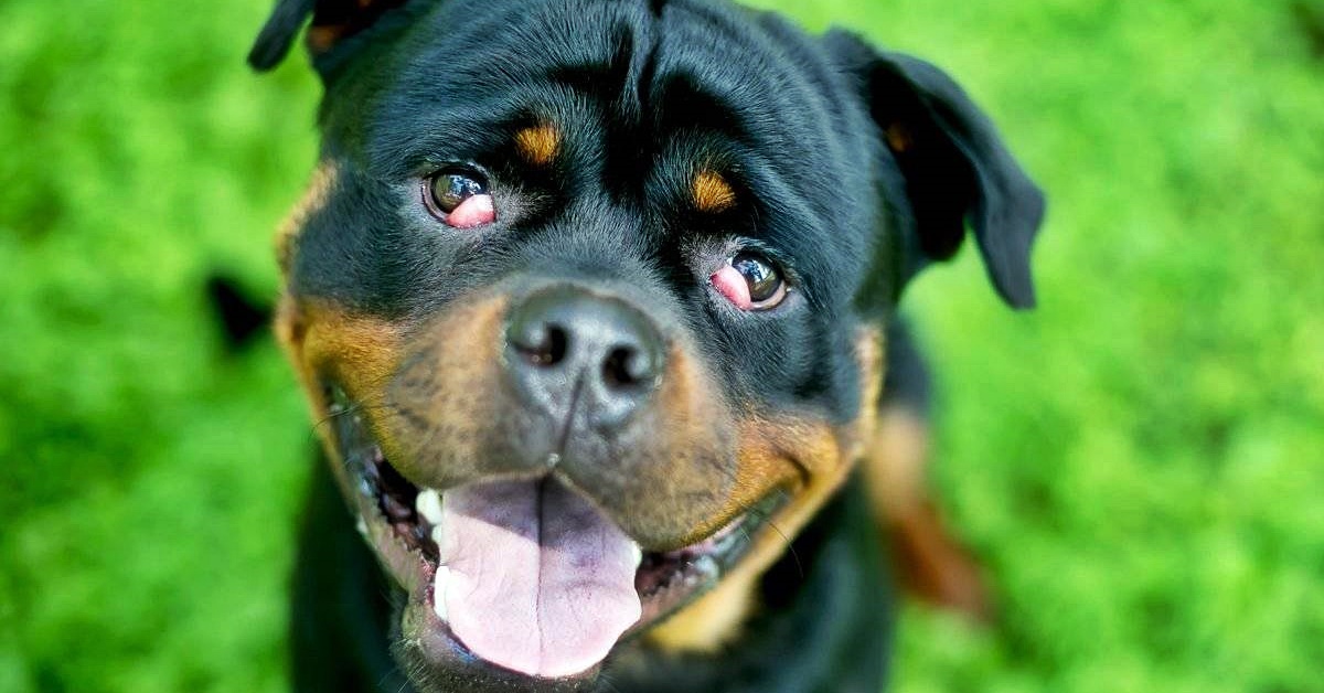 Cherry eye nel cane: che cos’è, cause e sintomi