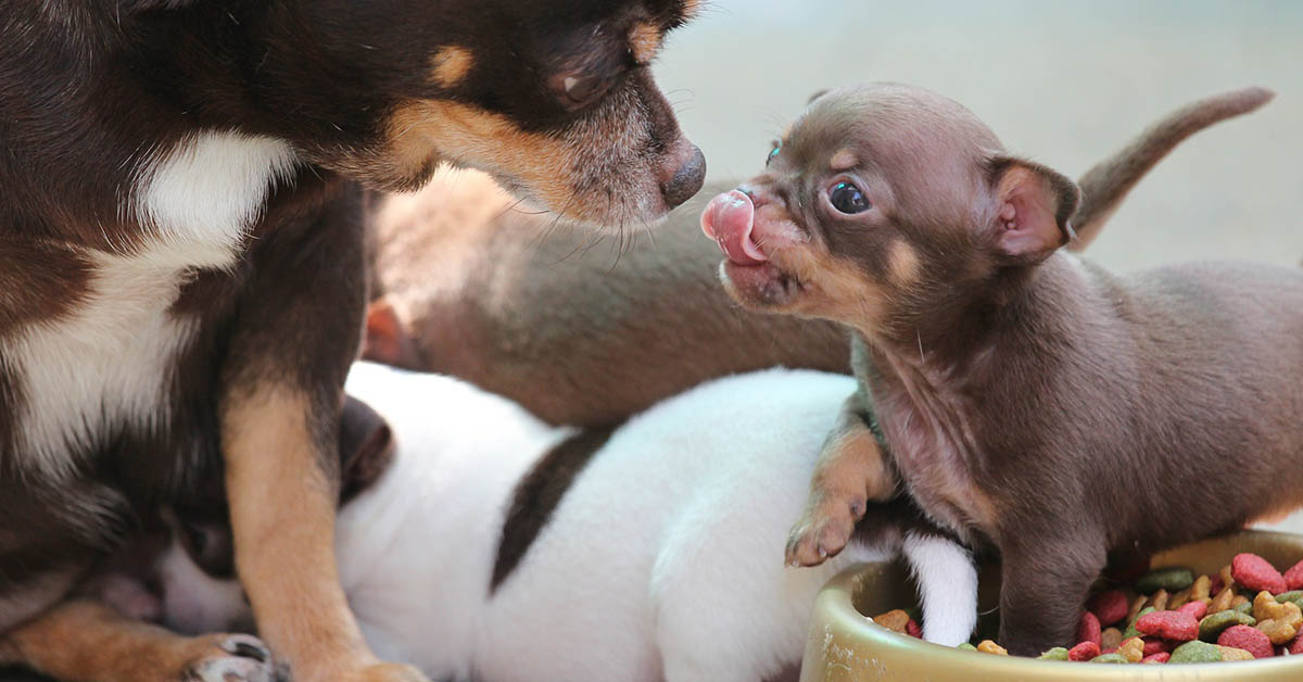 Perché il cucciolo mordicchia le mani?