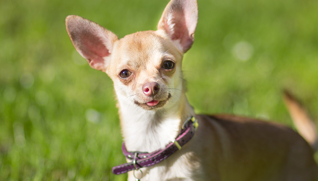 esemplare di Chihuahua in primo piano