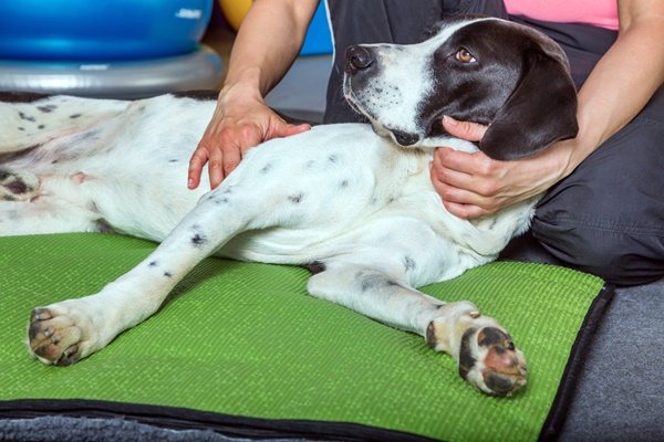 cane bianco e nero disteso