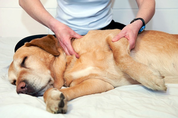 labrador che sta male