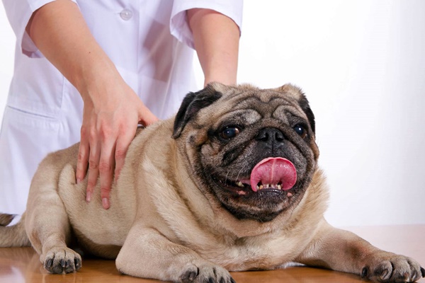 massaggio al cane rugoso