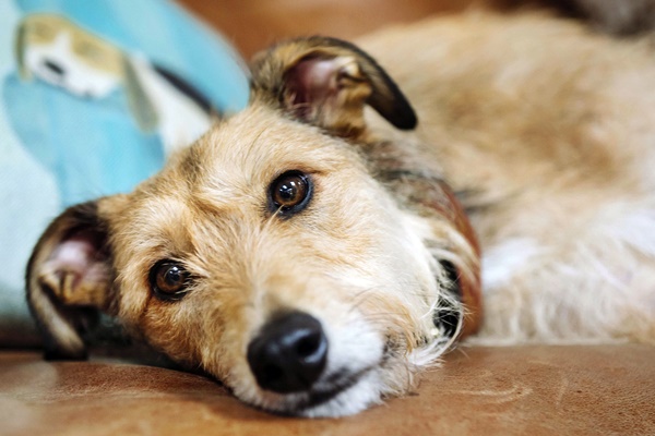 cane disteso per terra