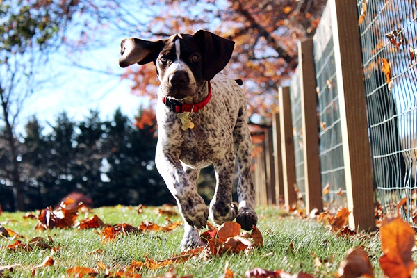 cane che corre