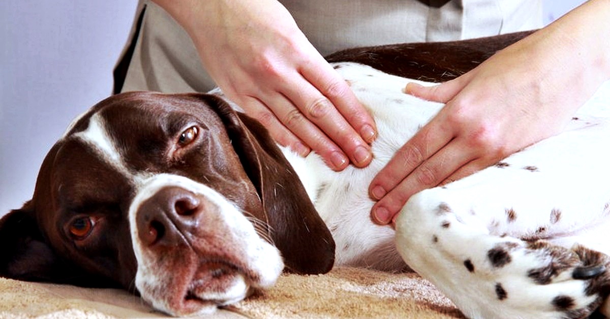 Chiropratica per il cane: tutto ciò che c’è da sapere