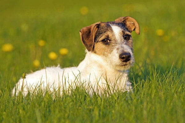 cane cucciolo