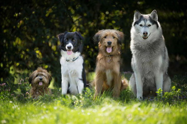 cani che guardano