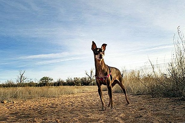 cane nel deserto