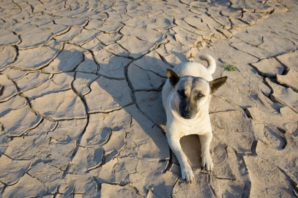 cane nel deserto