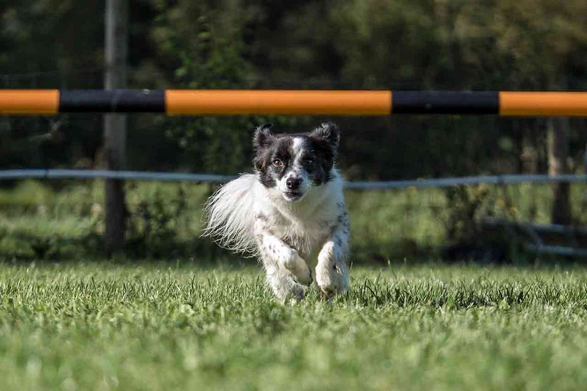 cane che sta per saltare