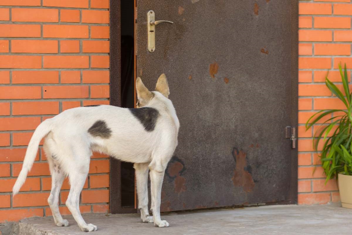 cane davanti alla porta