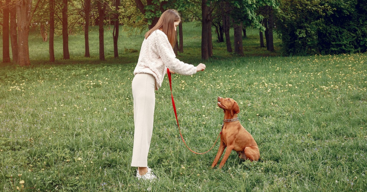 Come insegnare al cane sordo a venire quando chiamato