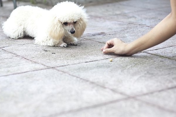 cane che striscia sul pavimento