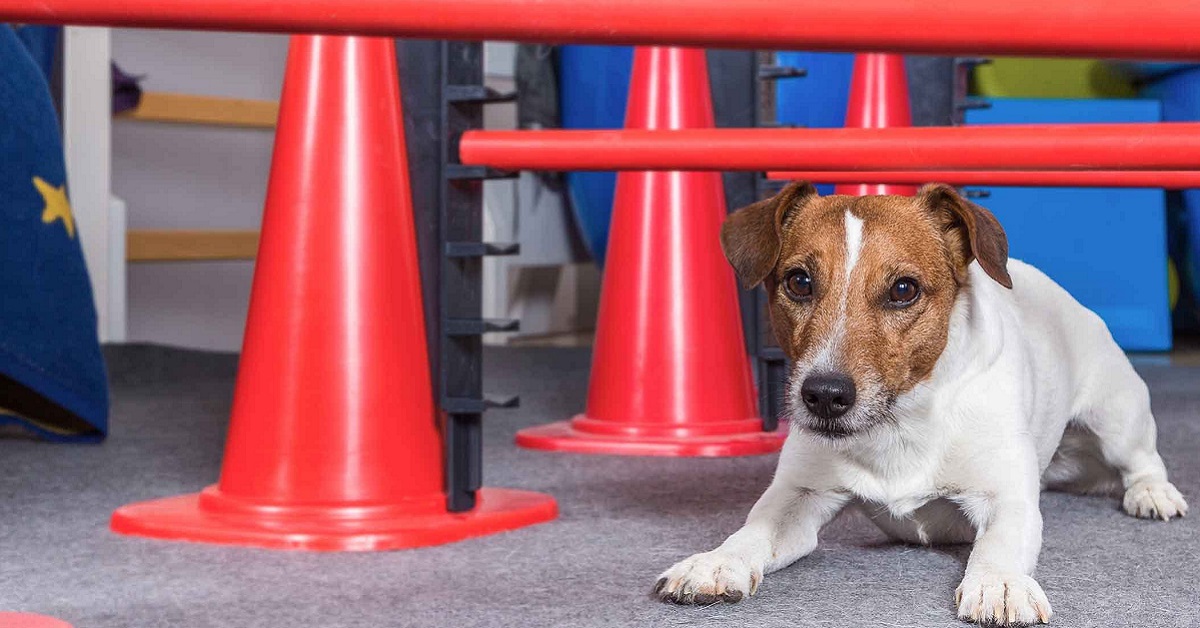 Come insegnare il comando striscia al cane